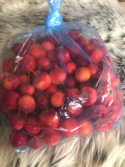 Photo of free 1 kg crab apples (Bedfont TW14) #1