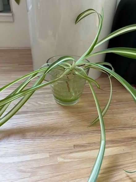 Photo of free Baby spider plant (Prestonfield EH16) #1