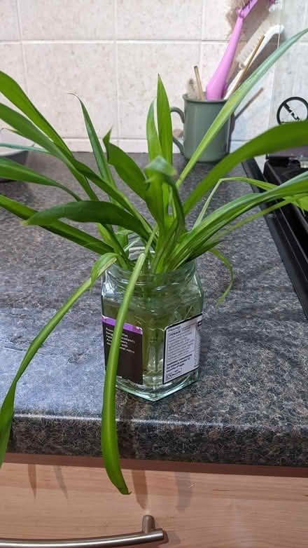 Photo of free Spider plant babies (west side of Horsham) #1