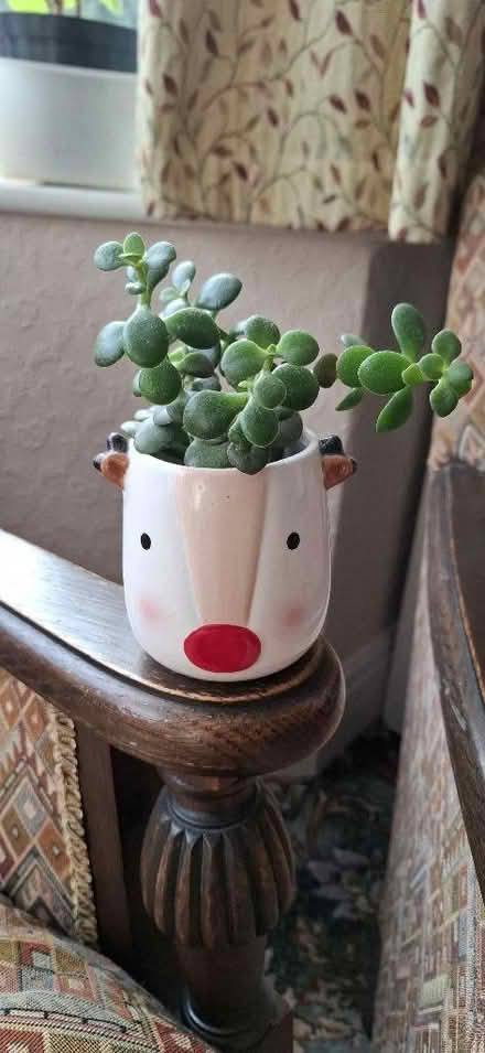 Photo of free Small houseplant (Harrogate HG1) #1