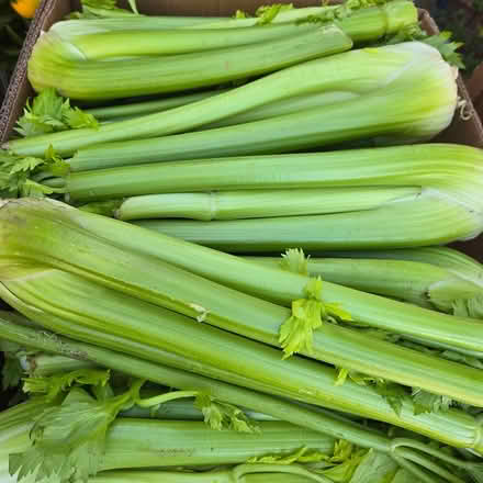 Photo of free Celery (Chiquita Av MtnVw) #1