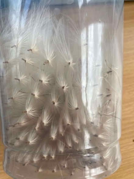 Photo of free Seeds of melancholy thistle (Hallgarth LA9) #1
