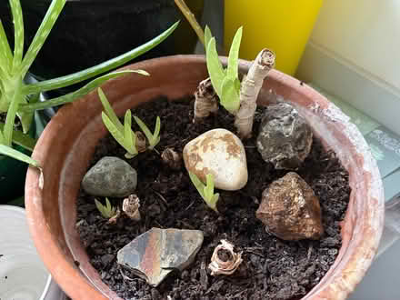 Photo of free Aloe Vera plants (Sevenoaks, near Station) #2