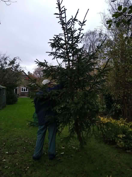 Photo of free Christmas tree (Theydon Bois CM16) #2