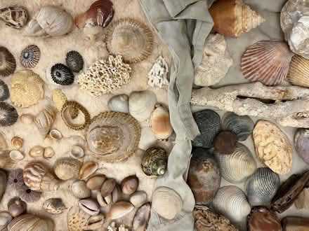 Photo of free Sea Shells, lots of sea shells (63130) #1