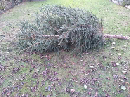 Photo of free Christmas tree (Theydon Bois CM16) #1