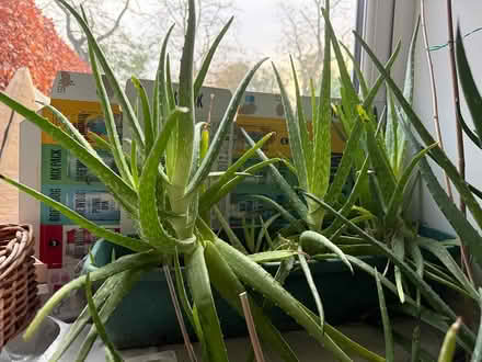 Photo of free Aloe Vera plants (Sevenoaks, near Station) #1