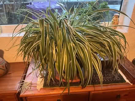 Photo of free Spider plant (Bilston WV14) #1