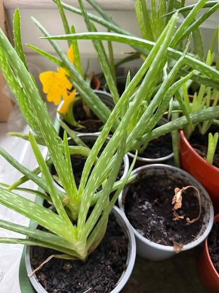 Photo of free Aloe Vera plants (Sevenoaks, near Station) #3