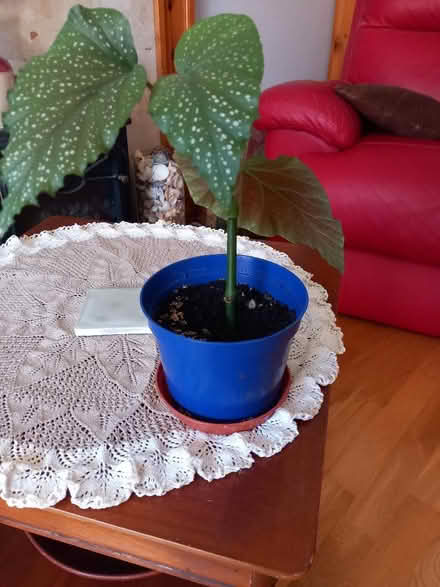 Photo of free Begonia cutting (Northcourt OX14) #1