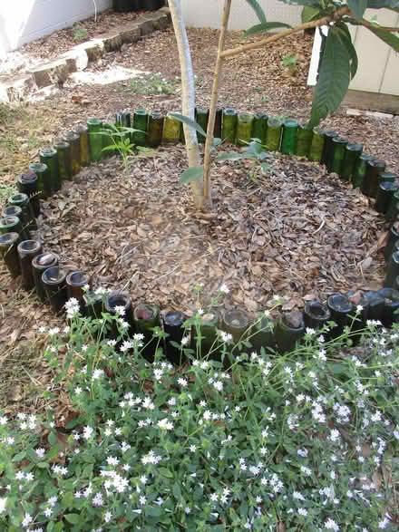 Photo of free bottles for bottle gardens (casselberry) #2