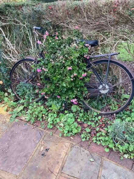 Photo of free Old bike for garden ornament . (Woodley RG5) #1