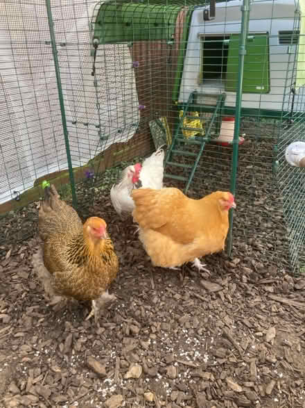 Photo of free 2 egg laying hybrid chickens (BN43) #1