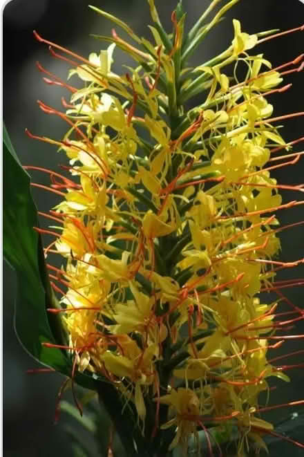 Photo of free Gardeners: Hawaiian Ginger Roots (San Carlos-El Camino near Hull) #1