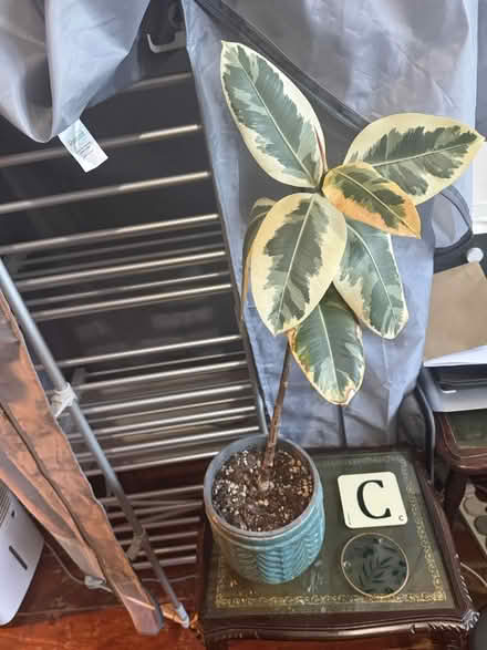 Photo of free Rubber plant (Wallington) #1