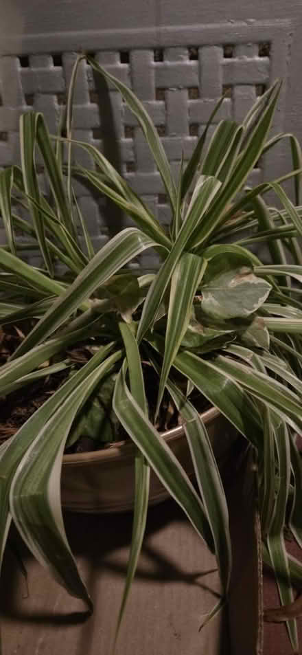 Photo of free 3 plants need a new home (20010, mt. pleasant) #2