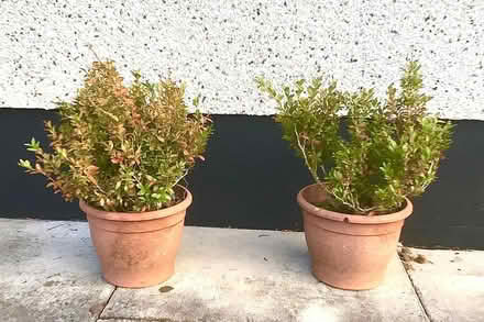 Photo of free Two box bushes, just in need of TLC (Achareidh IV12) #1