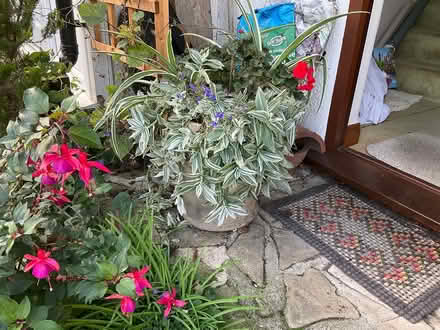 Photo of free Very large flowerpot of plants (Near Bromley bus garage BR2) #1