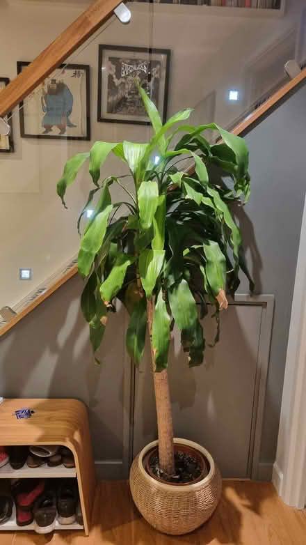 Photo of free 5ft Yukka plant (SW8 Vauxhall) #1