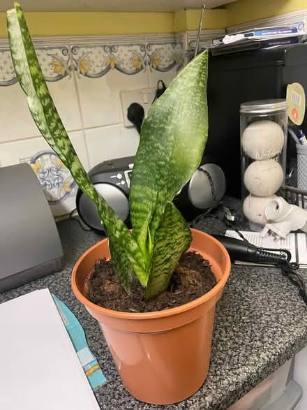Photo of free Snake plant (Southdown) #1