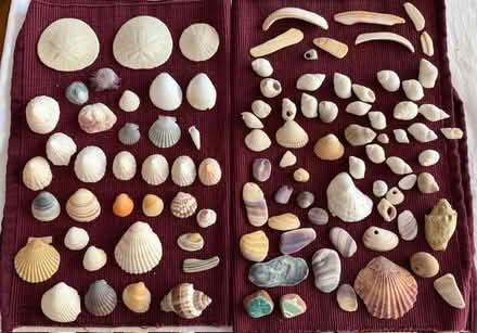 Photo of free Sand Dollars & Shells (Cupertino - DeAnza and 280) #2