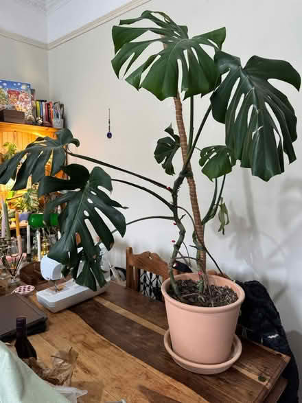 Photo of free Large monstera (Wallington) #1