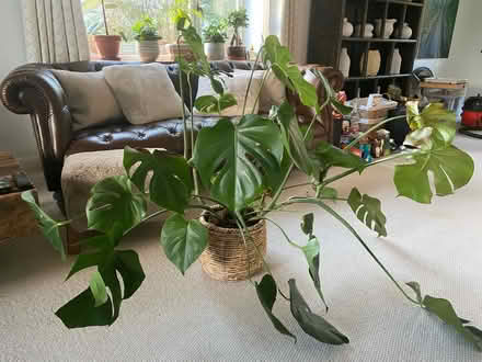 Photo of free Two indoor houseplants (HR4 8lg) #1