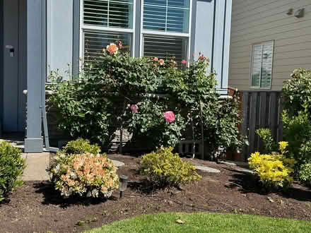 Photo of free 5 rose bushes still in ground (Newbeg) #1