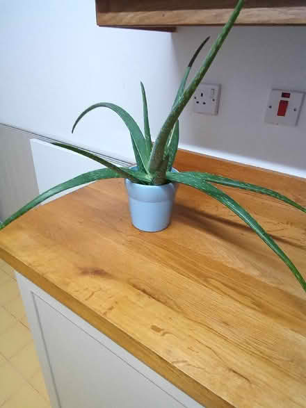 Photo of free Aloe-vera houseplant. (Catherine-de-Barnes B91) #1