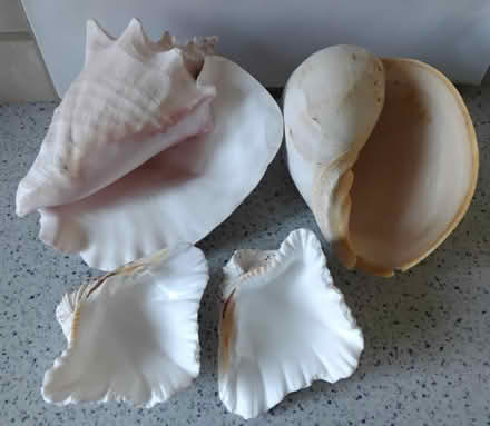 Photo of free Sea Shells (DA1) #1