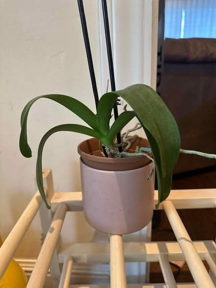 Photo of free Orchid plants (North Los Altos) #2
