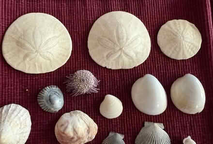 Photo of free Sand Dollars & Shells (Cupertino - DeAnza and 280) #1