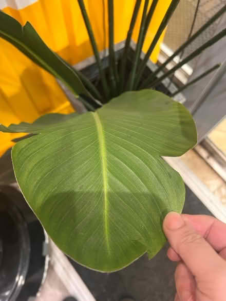 Photo of free Fake plants (The Chimes Shopping centre,UB8) #2