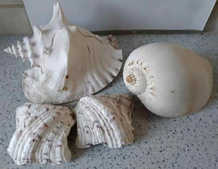 Photo of free Sea Shells (DA1) #2