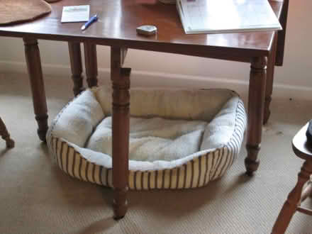 Photo of free Dog's bed (Lawrence west side) #1