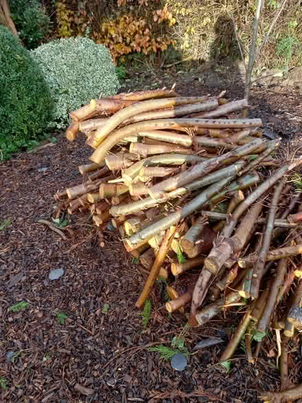 Photo of free Logs from pine tree (Knighton LD7) #1