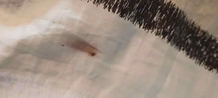 Photo of free Queen Comforter with throw pillow (Pinerow Cres Waterloo) #3