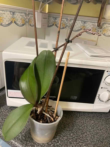 Photo of free Orchid houseplant (Southdown) #1