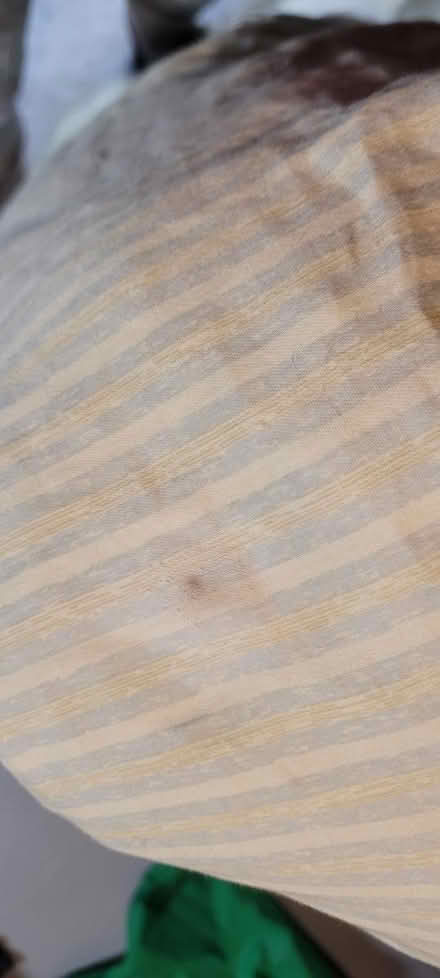 Photo of free Queen Comforter with throw pillow (Pinerow Cres Waterloo) #4