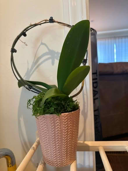 Photo of free Orchid plants (North Los Altos) #1