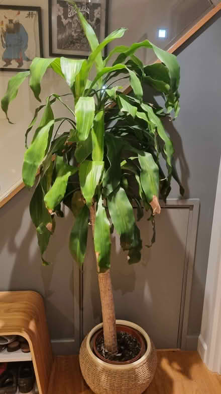 Photo of free 5ft Yukka plant (SW8 Vauxhall) #2
