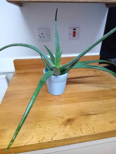 Photo of free Aloe-vera houseplant. (Catherine-de-Barnes B91) #2