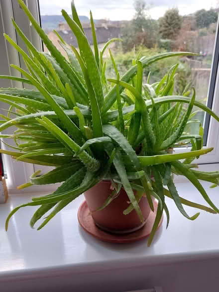 Photo of free Mature Aloe Vera plant (Humphrey's End GL6) #1