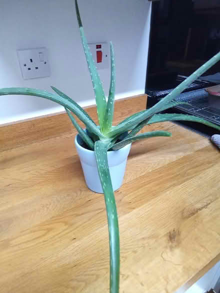 Photo of free Aloe-vera houseplant. (Catherine-de-Barnes B91) #3