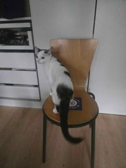 Photo of free Metal and plywood chair (Hackney Downs E8) #3