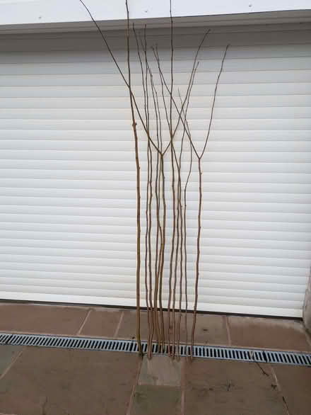 Photo of free Hazel Twigs (Bollington SK10) #1