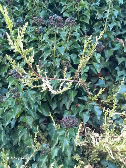 Photo of free Evergreens for wreaths etc (OX10 Cholsey) #2