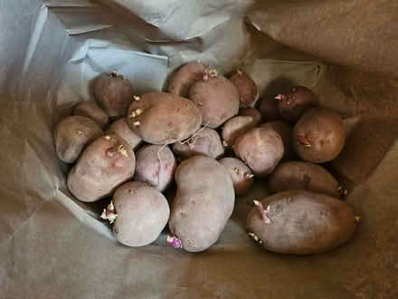 Photo of free Organic potatoes (Henbury BS10) #1