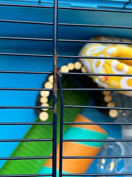 Photo of free Hamster cage and accessories (New Malden KT3) #4