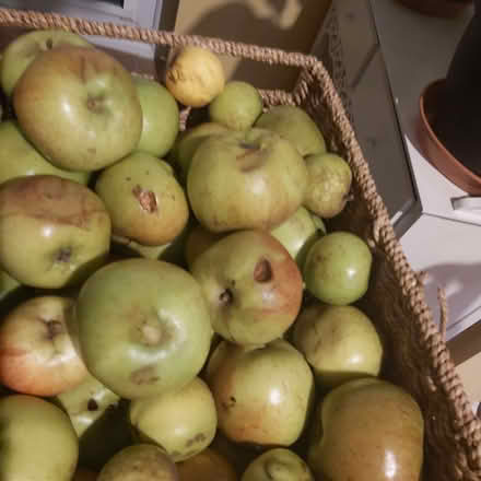 Photo of free Bramley cooking apples (Blackhall EH4) #2